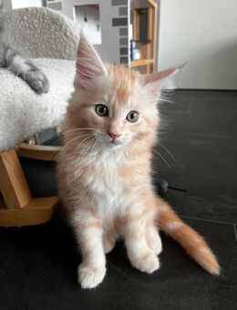 Zuckersüße Maine Coon Kitten - Helsa