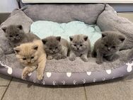 Britisch Kurzhaar Kitten - Dortmund
