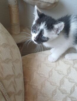 Babykatzen in guten Händen abzugeben - Salzgitter