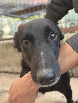 Majka - sucht ein Zuhause! - Köln