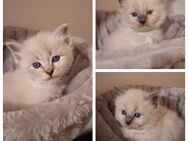 3 Ragdollkater suchen schönes Zuhause - Dresden