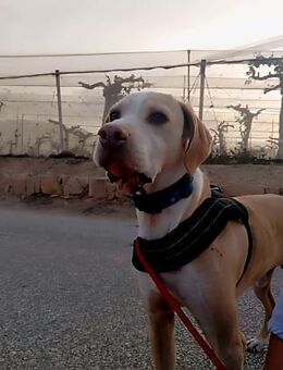 Bruno - ein Pointer voller Liebe - Berlin