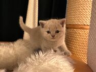 BKH Kitten mit Stammbaum - Düsseldorf