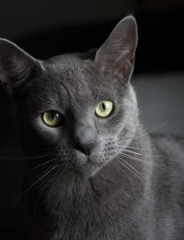 Deckkater Russisch Blau - Rastatt