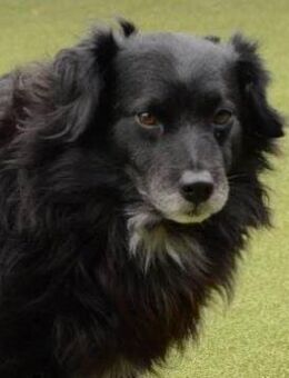 LOKI ca. 7-8 J. Spanielmix-Rüde - Gelnhausen