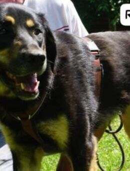 Ralfica Nicht perfekt. Nicht ... - Kissing