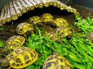 Griechische Landschildkrötenbabys von 2023, THB, eigene Nachzuchten - Göppingen