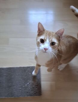 Verspielter Kater „Chilli“ sucht neues Zuhause 🐾🐱 - Neuschönau