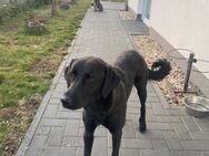 Labrador Schnauzer Hündin Junghund - Prötzel