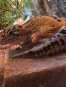 Leoparden Gecko sucht ein neues zuhause in 40721