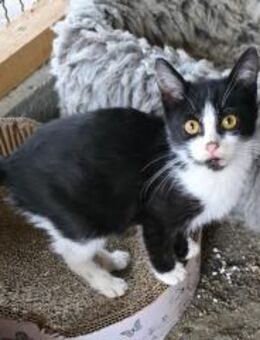 🐾Kater Nino sucht ein Zuhause💛 - Freilassing