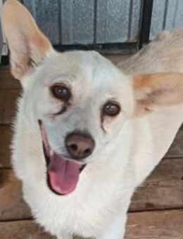 Dixi sucht Körchen für immer - Olsberg