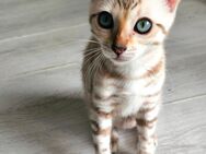 Bengal Kätzin sucht ein neues Zuhause - Schwedt (Oder)