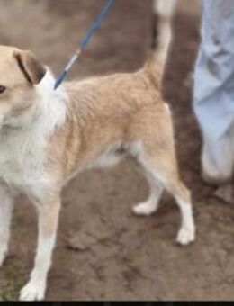 Hope wartet auf sein Zuhause - Nordwalde