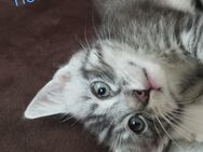 NOCH ZWEI !! Maine Coon Hauskatzenmix Katzenbabys suchen zum 12.07.2024 einen neuen Dosenöffner - Breitenfelde