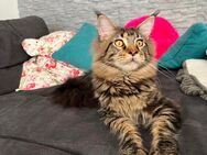 Maine Coon Deckkater mit Stammbaum - Niederkassel