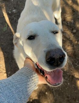 Zuhause/Pflegestelle gesucht für Nero - Miesbach