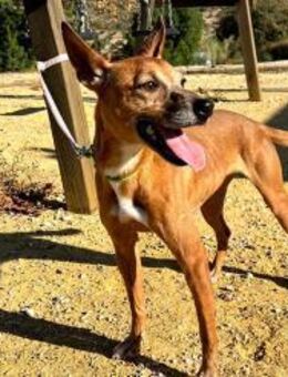 Elsa- aktive, fröhliche Hundemaus - Freudenstadt