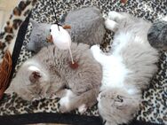 BKH Kitten Britisch Kurzhaar Katzen zuckersüße Katzenbabys - Dingelstädt