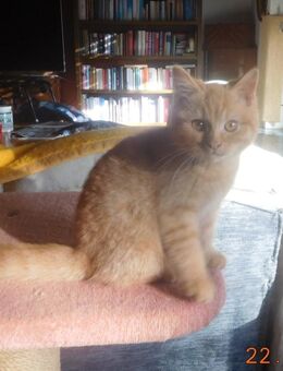 Britisch Kurzhaar Kater - Guntersblum