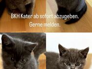 BKH Kitten - Wenden