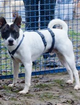 Mark, neugierig, offen, freundlich - Westerholt