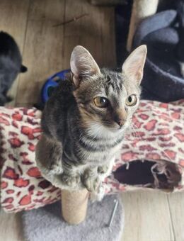 Unwiderstehliche Tabby - Margetshöchheim