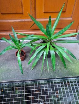 YUCCA Palmen 2 Stück - Berlin Friedrichshain-Kreuzberg