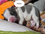 Zucker süße Reinrassige Französische Bulldogge Welpen (1800 Euro) - Essen