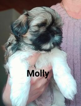 Shih-Tzu Welpen (Abholbereit) - Lauda-Königshofen