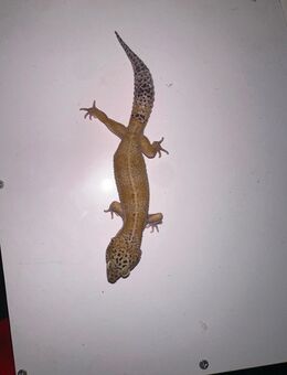 leopardgecko männchen sucht neues zuhause - Backnang