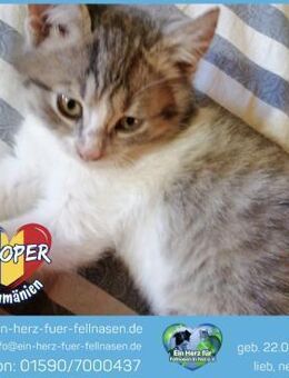 Cooper wartet auf sein Für-Immer-Zuhause - Waakirchen