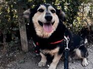 Pflegestellen für Hundewelpen gesucht - Unterföhring