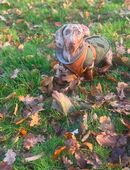 Dackel sucht Herzensmensch in 48163