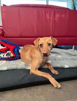 Amala Blind sein ist kein Handicap - Hochheim (Main)