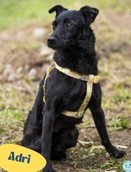 Adri VA, weiß was sie will - Rheine