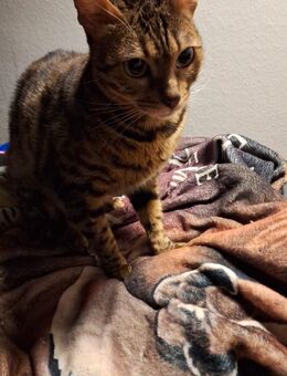 Bengal Mädchen - Uslar