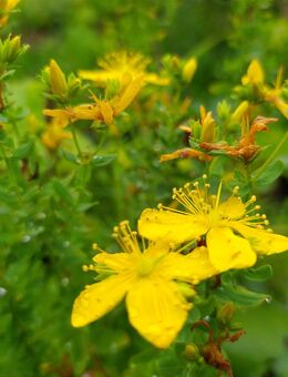 Samen ECHTES JOHANNISKRAUT (Hypericum perforatum) heimische Wildstaude Naturgarten - Dortmund