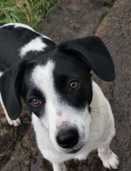 Mae - unsere Hübsche wartet auf Dich - Gerlingen