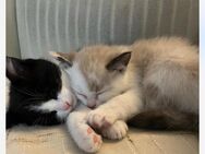 Liebevoll zwei Geschwister katzen . - Neuffen Zentrum