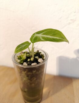 Alocasia Black Velvet Baby - Hamburg