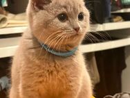 Britisch Kurzhaar Kater zu Verkaufen - Pinneberg