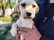 Kelly sucht dringend ein Zuhause - Schmitten