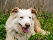 Deckrüde Border Collie /Australian Shepherd - Osterrönfeld