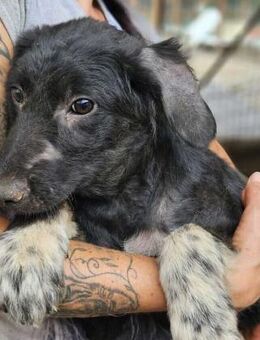 CAROLINE ~ beginnende Hautprobleme - Duisburg