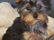 Yorkshire Terrier Welpen - Schafstedt