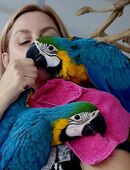 Gelbbrustara Nachzucht 2025 in 58644