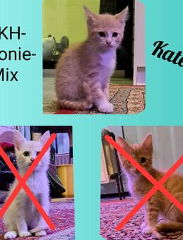 BKH-MaineCoon-Mix Kitten - Sankt Michaelisdonn