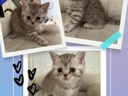 British Kurzhaar Katze Kitten BKH Kitten Katzen Babys - Frankfurt (Main) Schwanheim