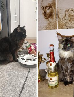 Reinrassige Maine-Coons Kätzchen - Bad Salzdetfurth